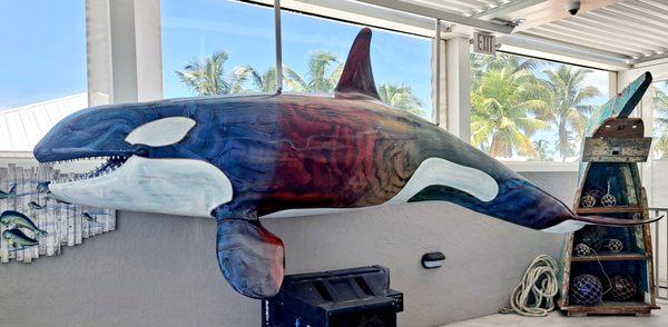 Rehab of Marley the Orca. Hanging inside Sandbar Rooftop Bar and Grill, Islamorada