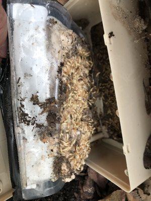 Termites love Sentricon bait.  Sentricon is the number one system in termite colony elimination.   These are termites eating the bait.