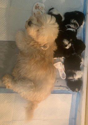 HoneyBunn Havanese babies