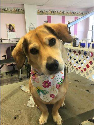 Ellie loves her bandana