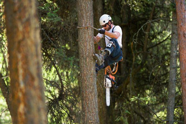 Tree Service West Covina