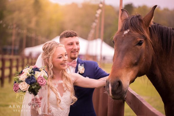 Andalusian horses at Castle Farm