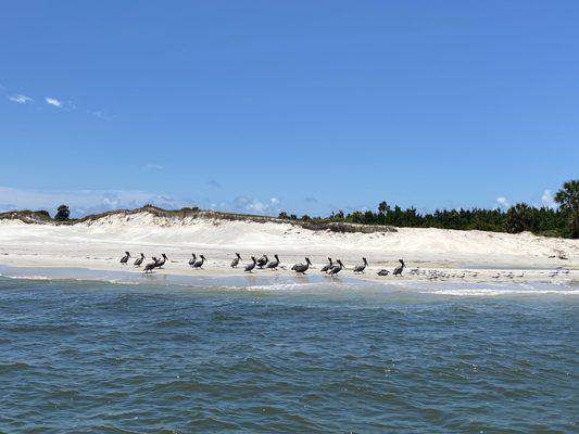 Pelicans