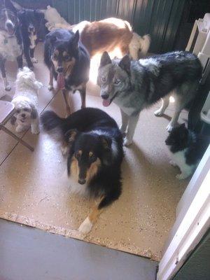 The dogs are waiting so patiently for me to get their meal together.