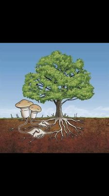 Mycorrhiza and ALL other plants share a symbiotic relationship