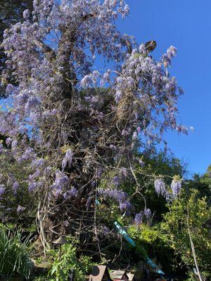 Wisteria tree