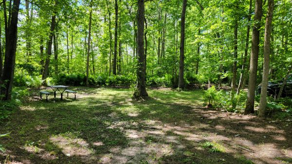 Camping in the woods