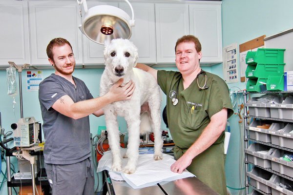 Palmetto Regional Emergency Hospital For Animals