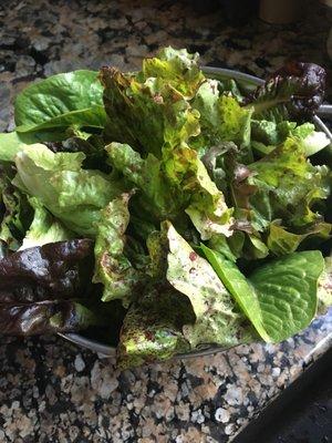 Fresh greens from the garden!