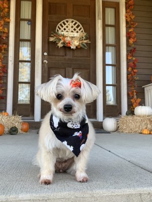 Look at how cute Daisy is in her new bow and scarf!