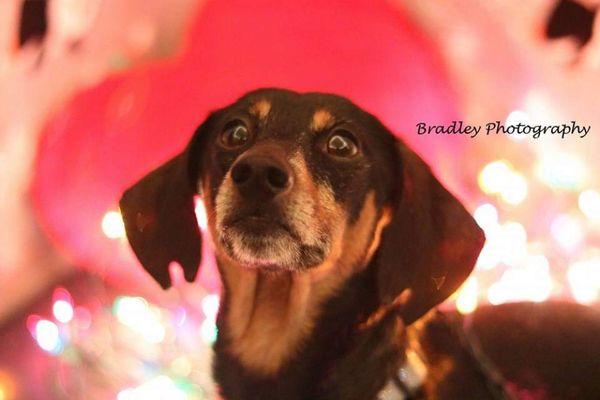 Bradley Photography does pet photography