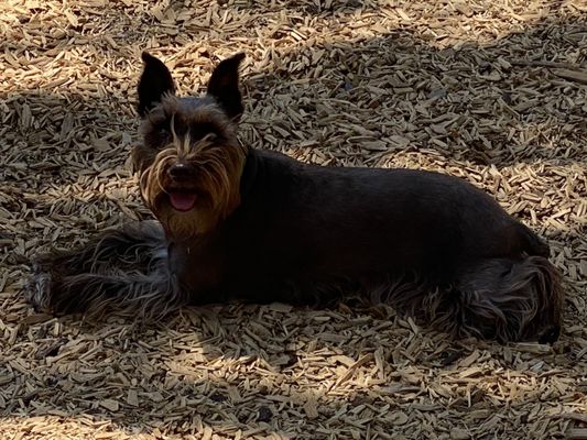 Oberrieder Dog Park