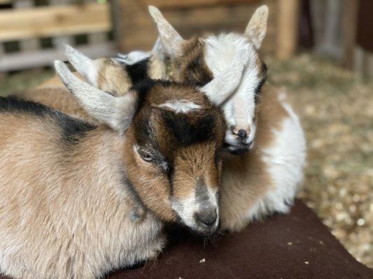 Snuggling goats.