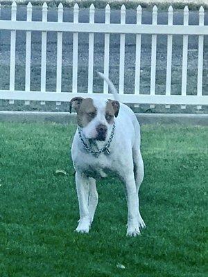 Riley loving our front yard