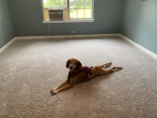 Newly installed carpet and padding- dog approved!