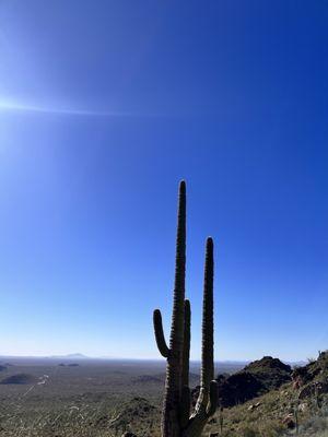 Saguaro