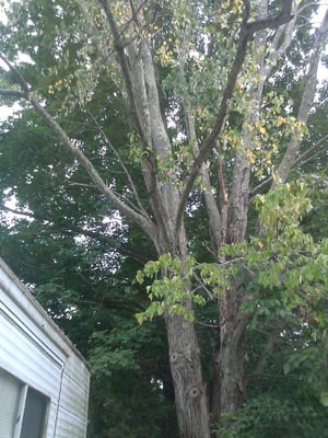 Trees over house had to be removed.