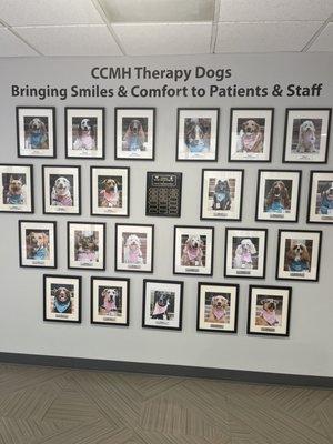 Pictures of all the working therapy dogs at CCMH