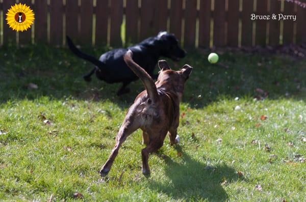 Bruce & Perry playing ball after a nice long walk.