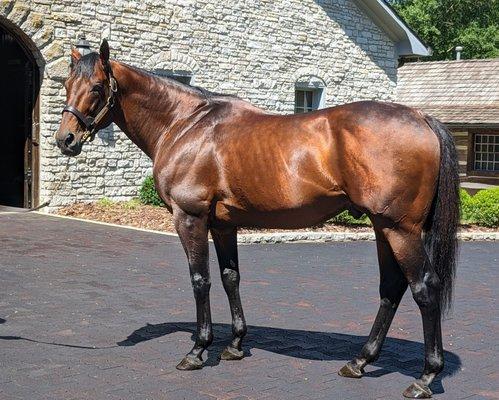 American Pharoah