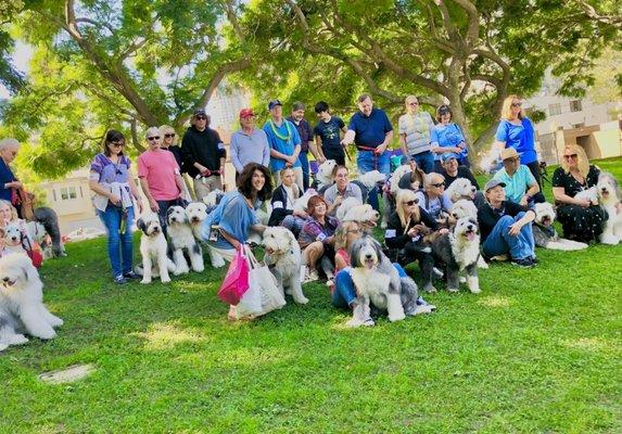 English Shepard group