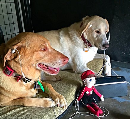 Kennels At Foxrun