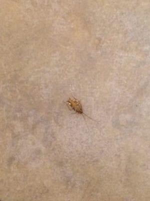 Was this supposed to be on the menu? Dead roach in the women's restroom.