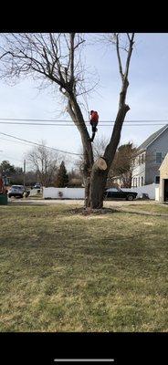 arborist