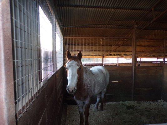 One of the box stalls.