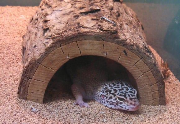 Add a bit of the tropics to your home with a reptile or amphibian, like this leopard gecko.