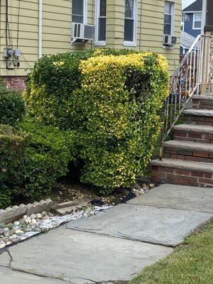 After hedge trimming