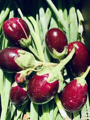 Beautiful organic baby eggplants. Just magical