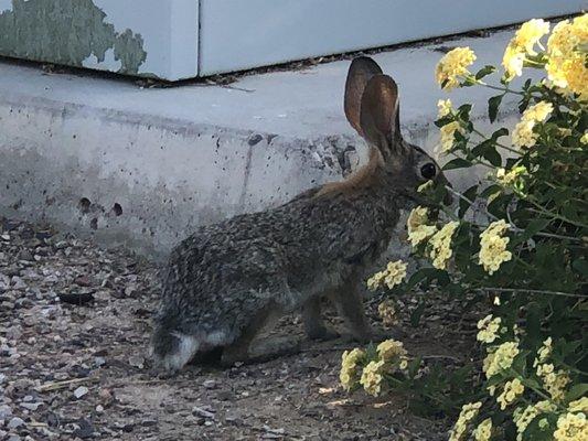 Sometimes at the drive thru you get to experience amazing wildlife!