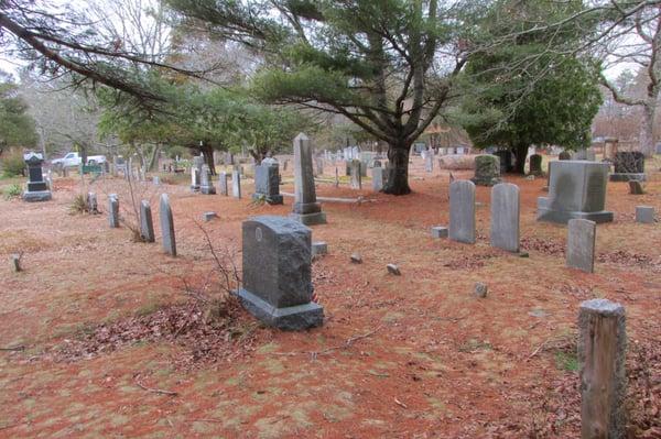 Some very old trees