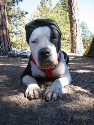 Tyson the Camp dog says: "Good looking Bully-breeds like me get lots of love from all the girls at Companion Care!!!"