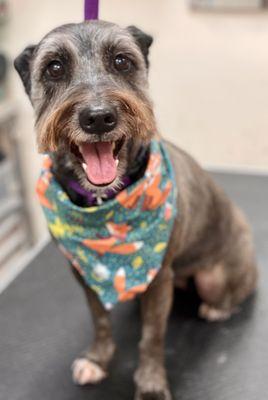 Post-groomed happy face at Disco Paws!