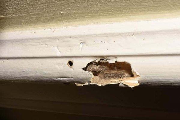 Termite Damage