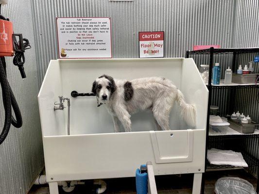 120lb Great Pyrenees