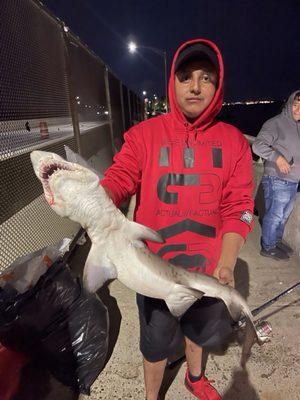 Shark in Cross Bay bridge