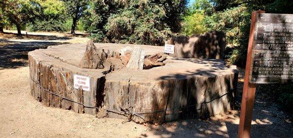 Part of a tree that was transported to the park a long time ago.