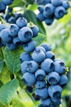 Browning Blueberries