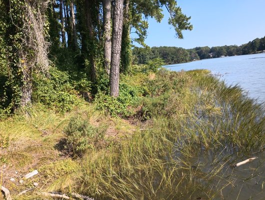 Beginning stages of cleaning of treeline along water edge.