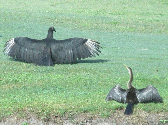 Vulture & anhinga on 16, enjoying the weather.