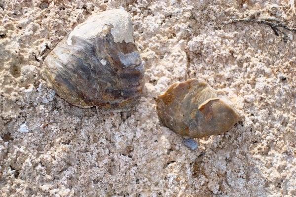 Fossil shells in the shores of Pauls Lake