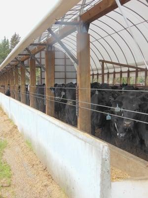 Concrete Feed Bunks