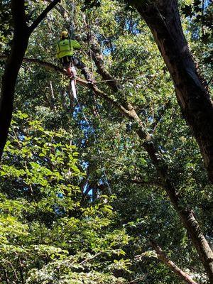 tying off a big limb