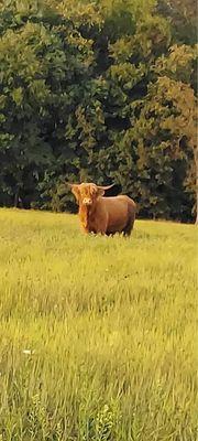 Our Scottish Highland Cattle