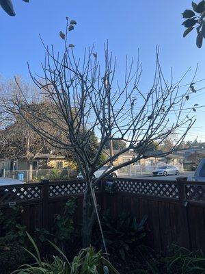 Apple tree pruning before season, Very important for achieving maximum results.