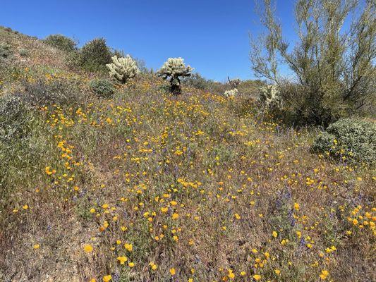 Beautiful day. Awesome hikers and horse riders. Wish the cyclists realize we ( runners, walkers, horses)  have few right away.