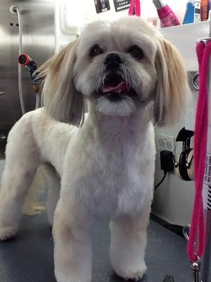 Riley with a puppy clip. Groomed by National Certified Master Groomer, Amina Snider.